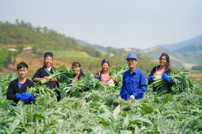 Artichokes help Sa Pa farmers prosper