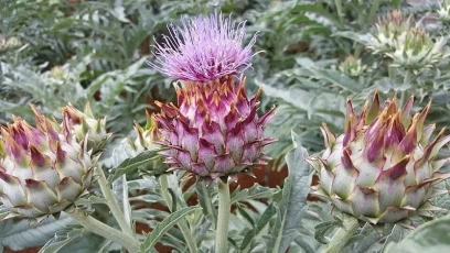 Artichoke – A Gift From The Nature